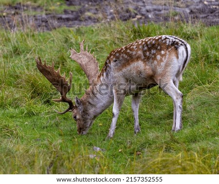 Deer Fallow close-up side profile feeding in the field with a blur background in its environment and habitat surrounding displaying big antlers.