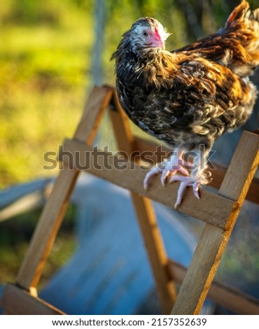 Faverolle hen on top of perch looking to her left. Royalty-Free Stock Photo #2157352639