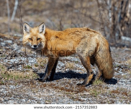 Red fox close-up side view standing on moss with a blur forest background in its environment and habitat displaying bushy tail, fox fur. Fox image. Picture. 