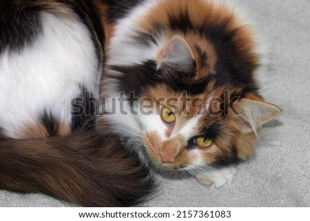 A long haired calico cat sitting on a towel. Royalty-Free Stock Photo #2157361083