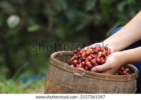 red coffee beans Field Plantation farm picking.harvesting Robusta and arabica  coffee berries by agriculturist hands,Worker Harvest arabica coffee berries on its branch, harvest conce Royalty-Free Stock Photo #2157361347
