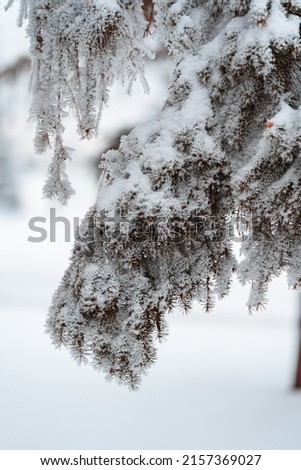 A vertical shallow focus shot of a snow-covered fir tree branch during winter with a white snowy background