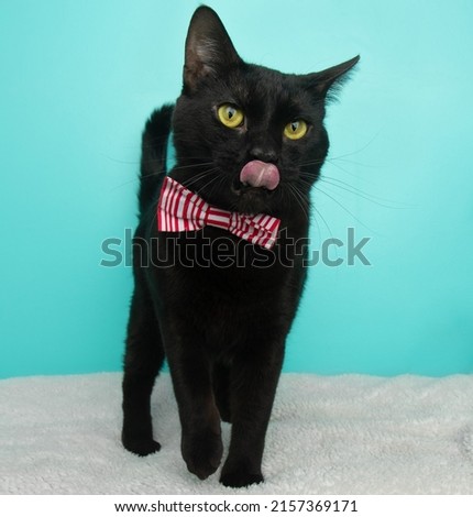 cute black cat wearing bow tie standing with tongue out