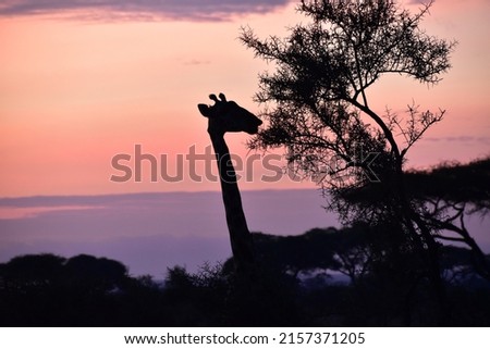 Silhouette of a giraffe feeding on a tree during a beautiful pink and violet sunrise
