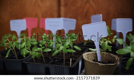 peat pots with plant and tittle boards at home