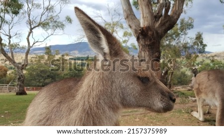 View of kangaroo resting on the ground. It is a marsupial from the family Macropodidae (macropods, meaning "large foot") - genus Macropus. Australia native animal