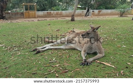 Male Kangaroo resting under the tree at a wildlife park. A male kangaroo is called a buck, boomer, or jack. It is a marsupial from the family Macropodidae (macropods, meaning "large foot") 