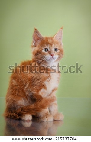 red Maine Coon Kitten on a green background. cat portrait in photo studio