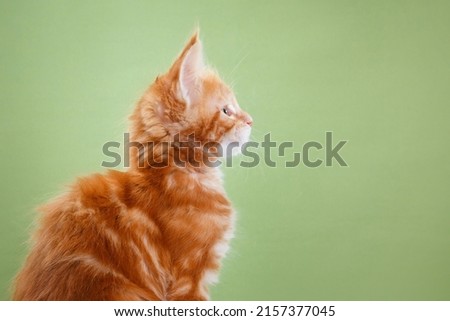 red Maine Coon Kitten on a green background. cat portrait in photo studio