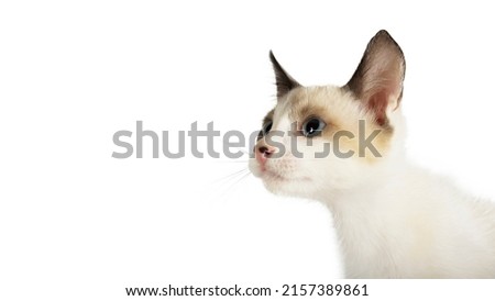 Close Picture of a beautiful Siamese Cat on white isolate background