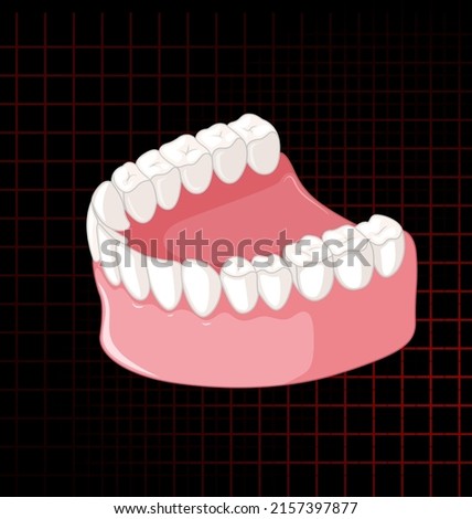 Human jaw with teeth illustration