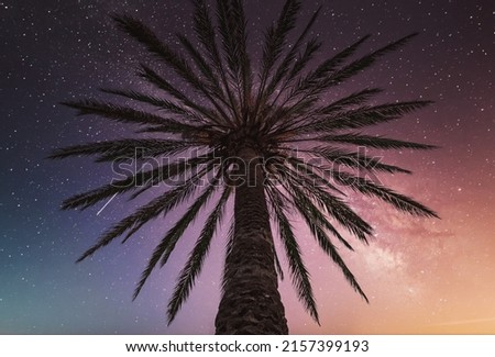 A low angle shot of a palm tree under a Milky Way Galaxy