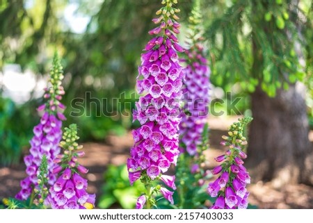 Flowering foxglove plants in spring woodland Royalty-Free Stock Photo #2157403033