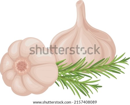 Garlic. Image of garlic heads. Vitamin product for seasoning, for cooking. Vector illustration isolated on a white background Royalty-Free Stock Photo #2157408089