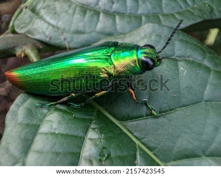 Coleoptera; Buprestidae insect active on green leaves