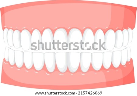 Human teeth model on white background illustration