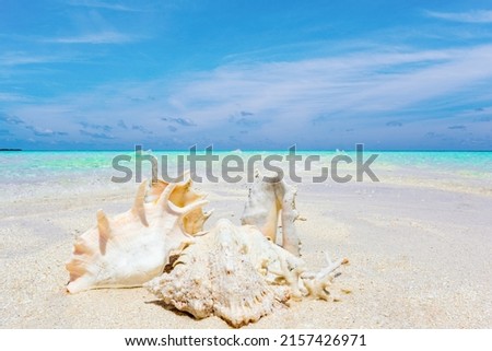 Underwater shells on the sand on the shore of the Indian Ocean. Maldives Islands.