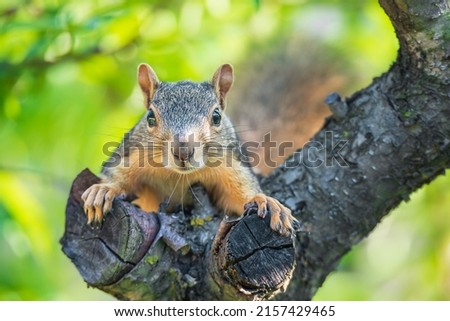 Cute little Eastern Fox squirrel (Sciurus niger) peeking out from a fruit tree trunk. Natural green background. Closeup.