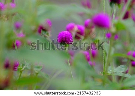 Knob flower garden. Gomphrena globosa. This plant is an annual herb, and is generally used as an ornamental plant and can be used as a flower tea. Selective focus. Bunga kenop. 