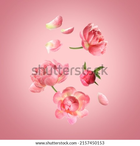 Beautiful peony flowers flying on pink background Royalty-Free Stock Photo #2157450153