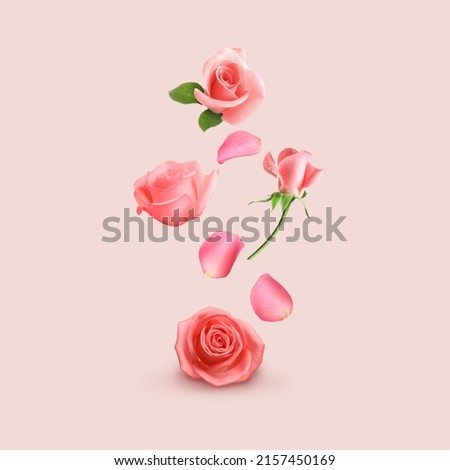 Beautiful tender roses flying on pink background