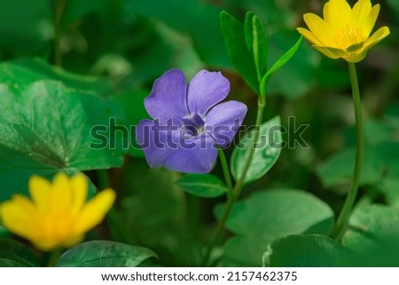 blue periwinkle and yellow ranunculus on a green background, blue-yellow