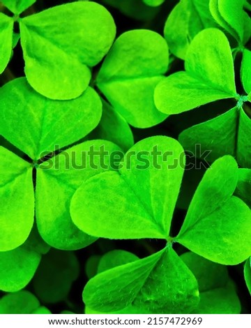 Background with green clover leaves for Saint Patrick's day. Abstract backdrop for design with a shamrock.