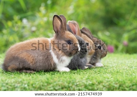 Group of cuddly furry rabbit bunny sitting and lying down sleep together on green grass over natural background. Easter newborn bunny family concept.
