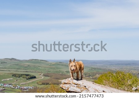 A small puppy stands on a high mountain looking down, a dog of red color, a hairy pet walking in nature. High quality photo
