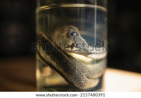 Specimen of snake preserved in solution formaldehyde on dark background. Glass jar with poisonous dead snake. Selective focus. Royalty-Free Stock Photo #2157480391