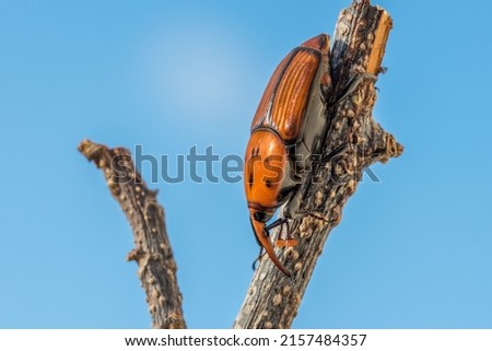 A red palm weevil or Asian palm weevil or sago palm weevil, Rhynchophorus ferrugineus, resting on a dry twig in a garden  Pest insect species in Malta