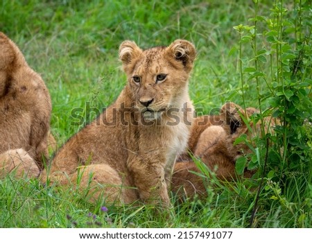 A beautiful shot of a group of Asiatic lions laying on in green grass in Tanzania Safari