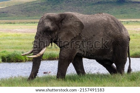 A beautiful shot of an African bush elephant in large green pasture in Tanzania Safari with blue sky