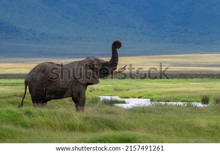 A beautiful shot of an African bush elephant in large green pasture in Tanzania Safari with blue sky
