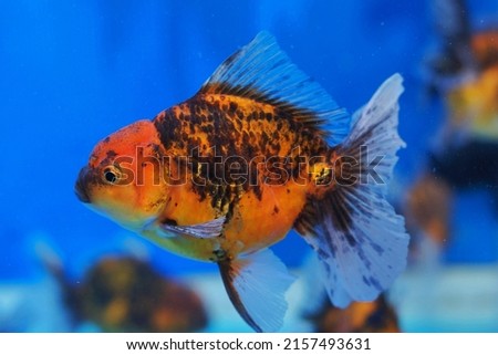 Fancy colors oranda goldfish on blue background