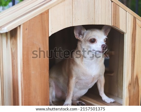 Close up image of brown  short hair  Chihuahua dog sitting in  wooden dog house, looking away.