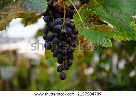 Vitis vinifera 'Regent' produces delicious blue-purple grapes that ripen by September or October. Vitis vinifera, the common grape vine, is a species of flowering plant. Berlin, Germany Royalty-Free Stock Photo #2157504789