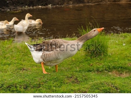Great gray goose hisses to protect goslings. Royalty-Free Stock Photo #2157505345