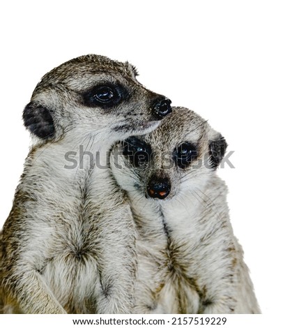 meerkat, (Suricata suricatta), also spelled mierkat, also called suricate, burrowing member of the mongoose family (Herpestidae), found in southwestern Africa. 