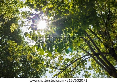 A view from below as sunlight shines through the background of a large group of green leaves on the branches of trees in a rural Thai forest garden during the day. Royalty-Free Stock Photo #2157532071