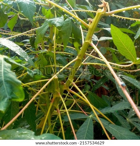 fresh green cassava tree is healty after the rain