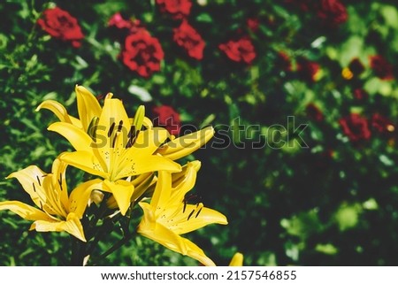 Summer bright dance of gladiolus morning gold among lush greenery
