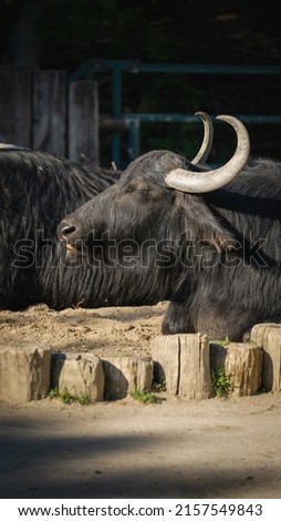 A picture of a water bison sunbathing