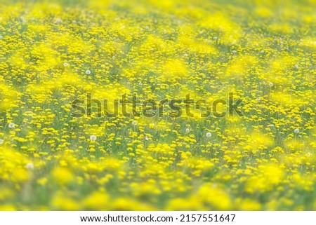 field of yellow flowers, colorful abstracct background