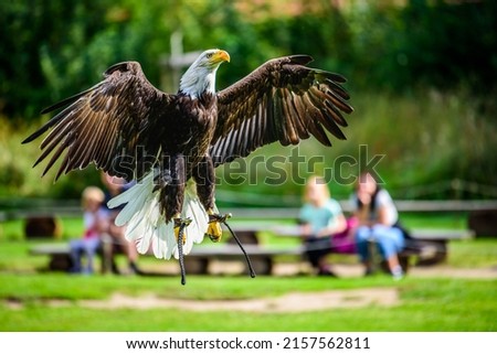 Flying bald eagle (Haliaeetus leucocephalus) during a show.