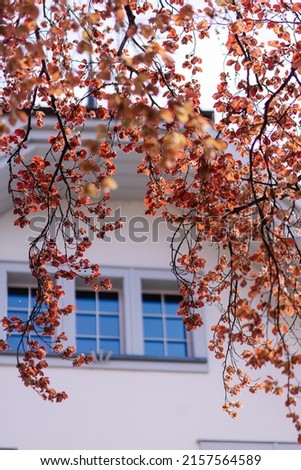 View of the window of house through the branches of a tree. Roofed attic floor. spirit of Europe. Cozy autumn picture. Leaves open in early spring. The atmosphere of a Swiss city. Peace and tranqul