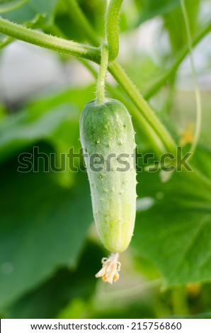young Cucumber in the garden