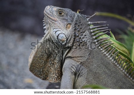 beautiful common Green iguana American herbivorous lizard looking closeup  Royalty-Free Stock Photo #2157568881