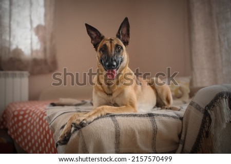 Portrait of belgian shepherd malinois at home Royalty-Free Stock Photo #2157570499