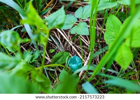 An empty thrush egg left lying in the grass